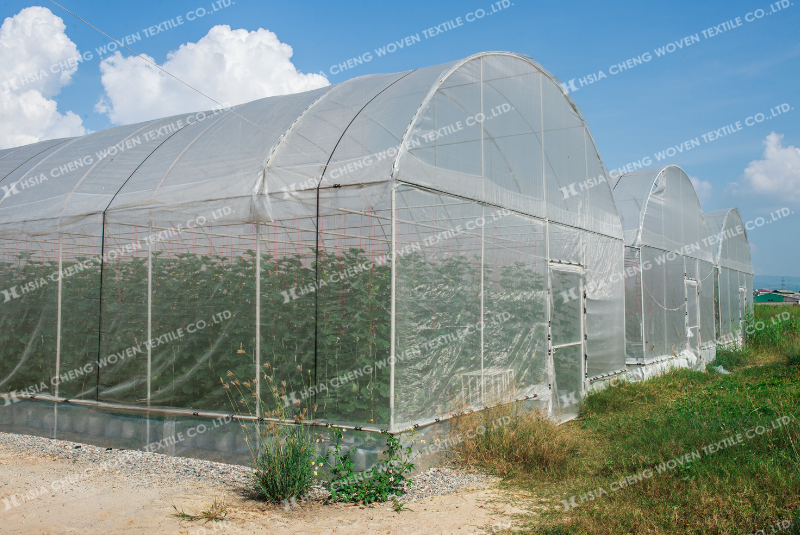 Trồng dưa lưới cần màng nhà kính để duy trì môi trường ổn định