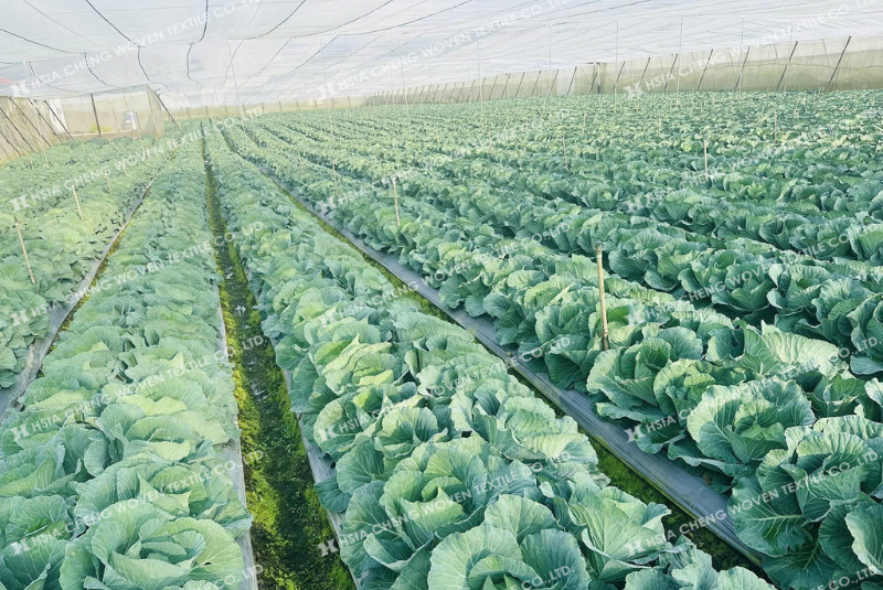 Nhà lưới giúp kiểm soát sâu bệnh và tối ưu chi phí cho nhà nông Nhà lưới giúp kiểm soát sâu bệnh và tối ưu chi phí cho nhà nông