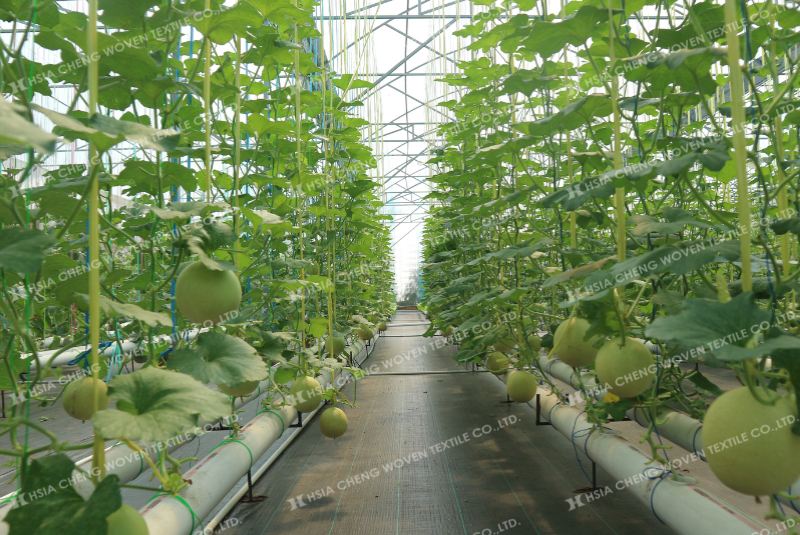 Lưới chống cỏ giúp nâng cao chất lượng cây trồng Lưới chống cỏ giúp nâng cao chất lượng cây trồng