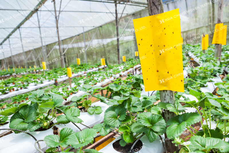 Côn trùng là nguyên nhân hàng đầu làm giảm năng suất 