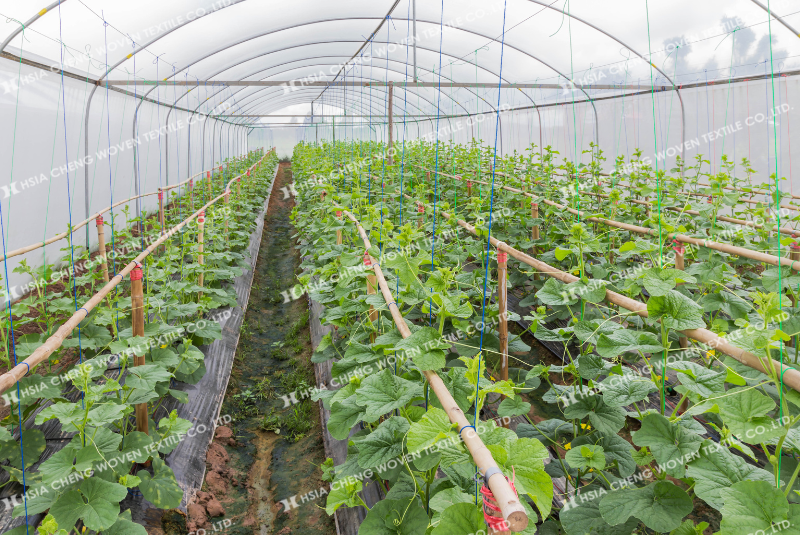 Màng nhà kính bảo vệ tối ưu cây trồng trước sâu bệnh