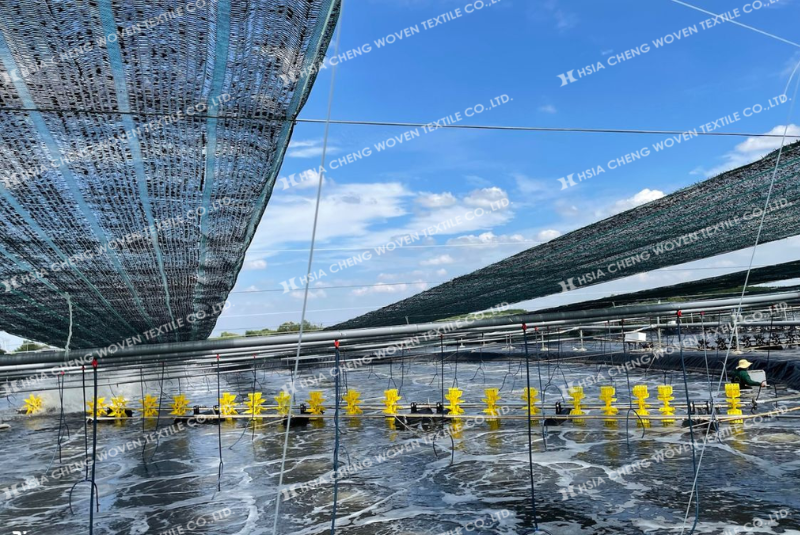 Nuôi ốc hương với lưới che nắng giúp bảo vệ ốc tối ưu Nuôi ốc hương với lưới che nắng giúp bảo vệ ốc tối ưu