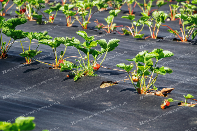 Bạt phủ chống cỏ không dệt cho các mô hình ngắn hạn Bạt phủ chống cỏ không dệt cho các mô hình ngắn hạn