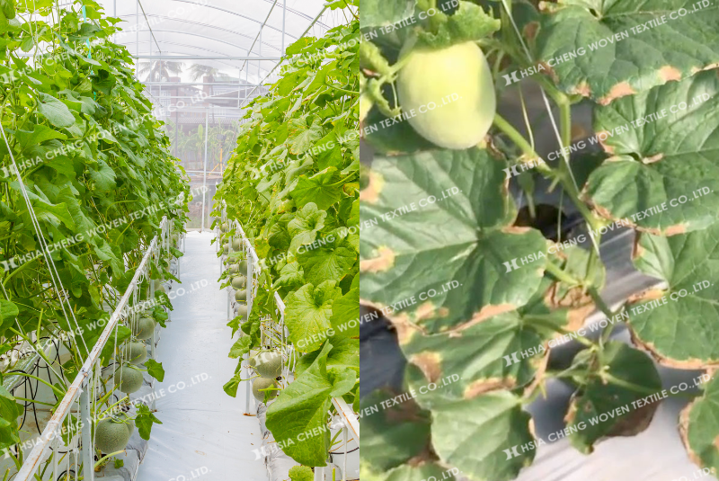 Trồng dưa lưới trong nhà kính năng suất vượt trội hơn so với trồng ngoài trời