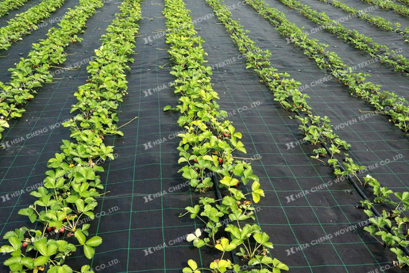 Cắt và đục lỗ đúng cách giúp bạt bền hơn, đồng thời dễ bố trí cây trồng