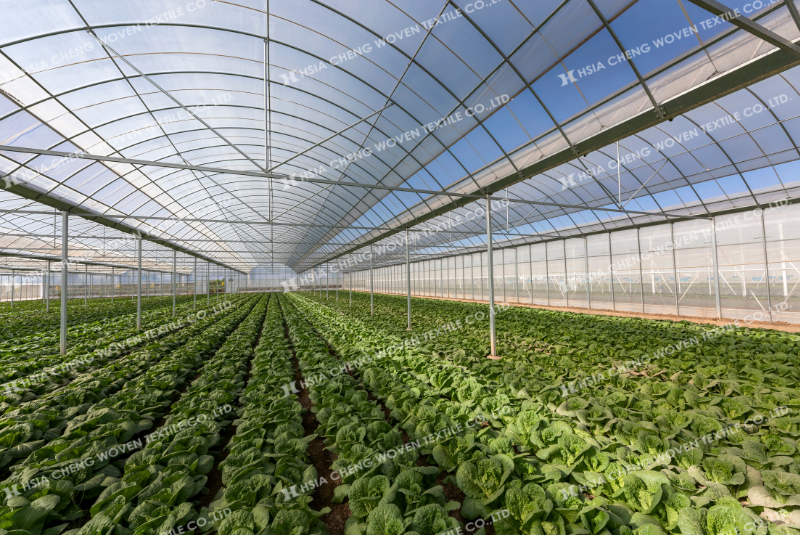 Màng Plastika Kritis Sun Master - ứng dụng rộng rãi trong mọi mô hình