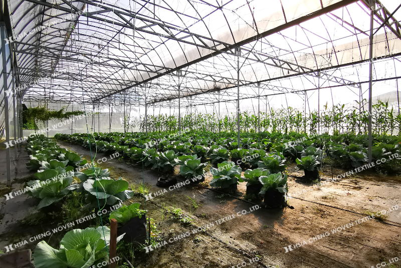 Lưới chắn côn trùng APON góp phần nâng cao chất lượng nông sản Lưới chắn côn trùng APON góp phần nâng cao chất lượng nông sản