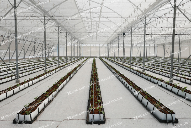 Do đó, nông nghiệp công nghệ cao không thể thiếu lưới chắn côn trùng