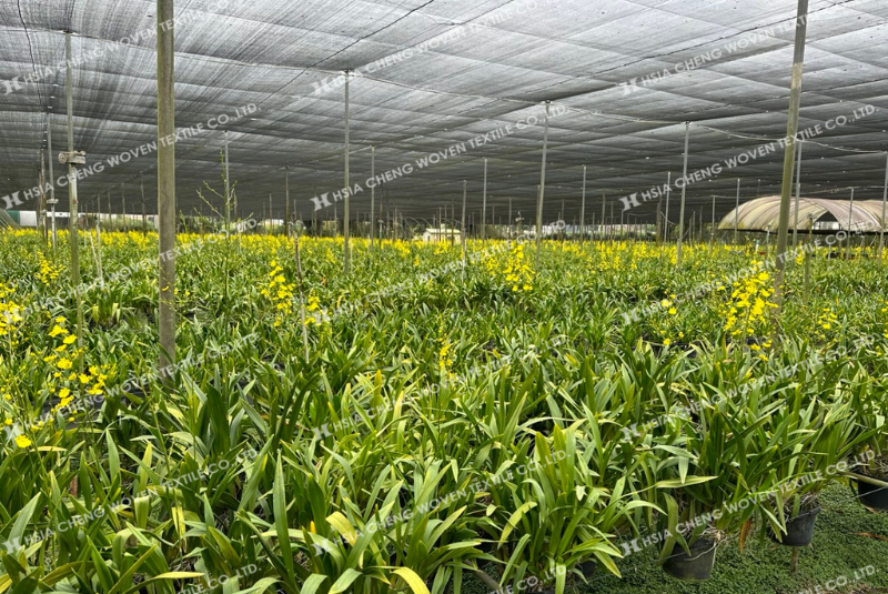 Lưới dệt kim APON - lựa chọn lý tưởng cho vùng nắng gắt