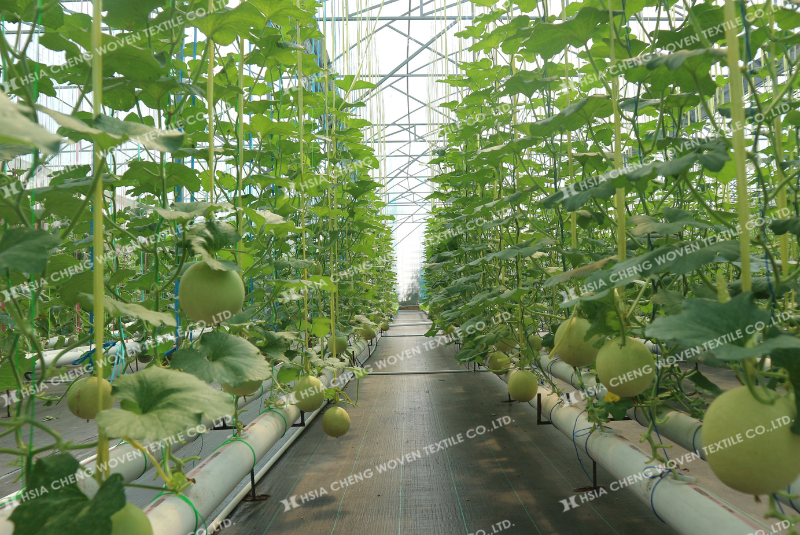 Màng nhà kính Sun Master - giải pháp phù hợp cho các mô hình trồng dưa lưới