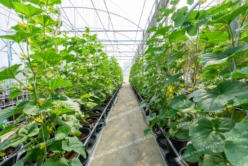 Màng nhà kính giúp ổn định nhiệt độ và độ ẩm cho cây phát triển Màng nhà kính giúp ổn định nhiệt độ và độ ẩm cho cây phát triển