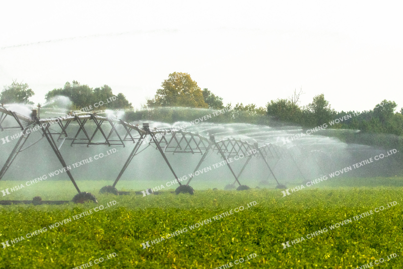 Chống sương muối cho cây trồng bằng cách tưới nước vào sáng sớm