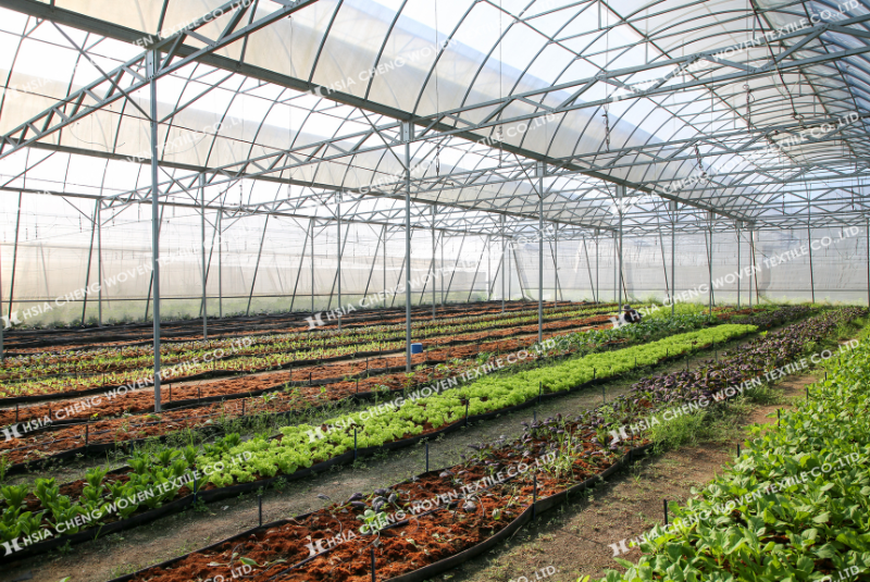 Lắp đặt lưới chắn côn trùng tạo “hàng rào sinh học” bảo vệ toàn diện cho cây trồng Lắp đặt lưới chắn côn trùng tạo “hàng rào sinh học” bảo vệ toàn diện cho cây trồng