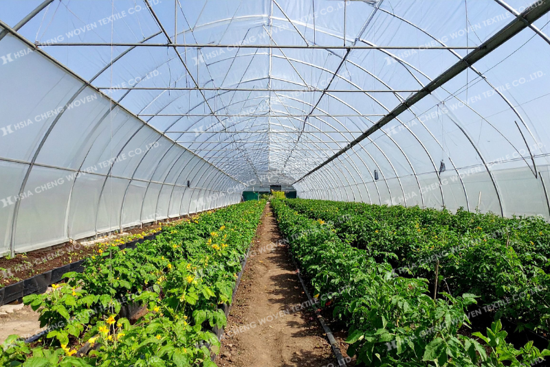 Màng nhà kính truyền sáng giúp cây trồng phát triển ổn định hơn