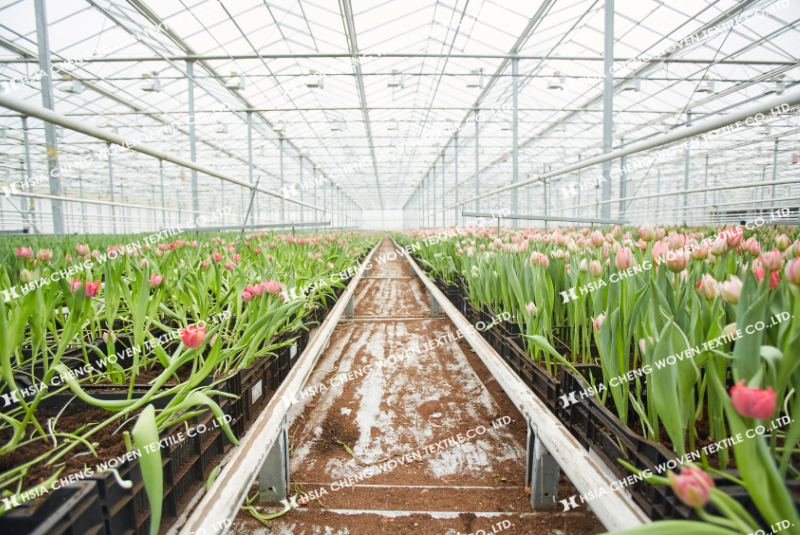 Màng nhà kính trong trồng hoa quy mô lớn Màng nhà kính trong trồng hoa quy mô lớn
