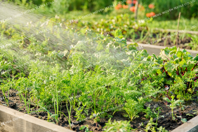 Trồng rau mùa hè là một thách thức lớn với nhiều nhà vườn