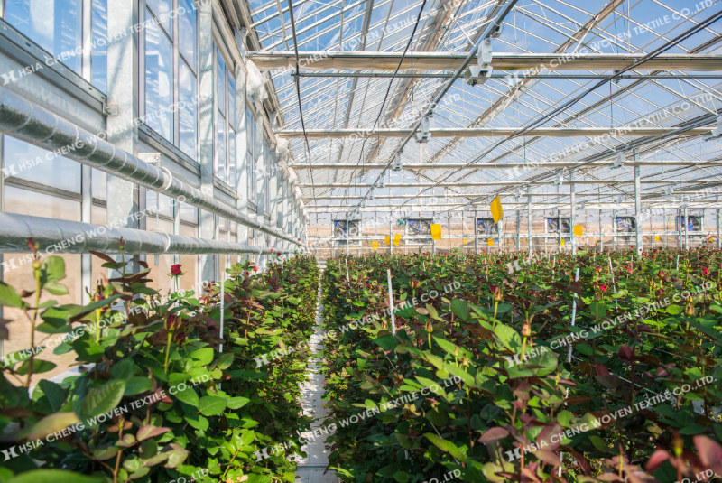 Màng nhà kính giúp bảo vệ cây và hạn chế sâu bệnh xâm nhập từ bên ngoài