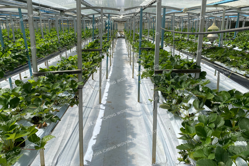 Trải bạt phủ chống cỏ nhưng cỏ vẫn mọc khiến nhiều nông dân băn khoăn