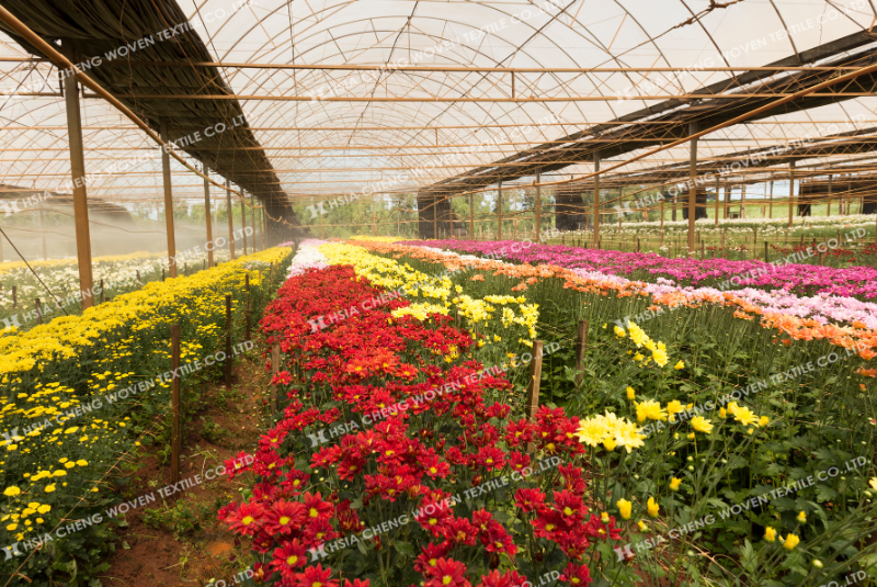 Ứng dụng màng nhà kính trong trồng hoa - giúp hoa đạt năng suất cao Ứng dụng màng nhà kính trong trồng hoa