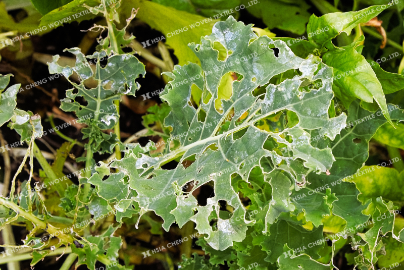 Bọ trĩ khiến cây trồng bị phá hoại nghiêm trọng Bọ trĩ khiến cây trồng bị phá hoại nghiêm trọng