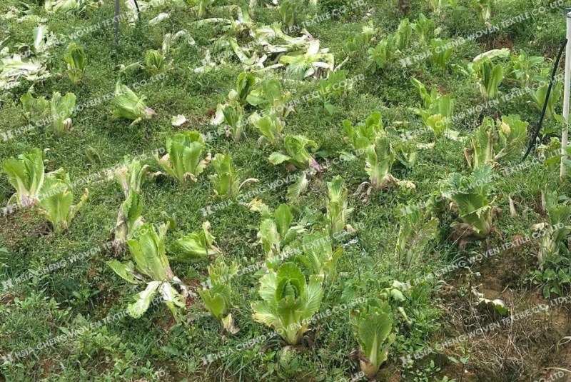 Nắng nóng kéo dài có thể khiến rau màu giảm năng suất nghiêm trọng