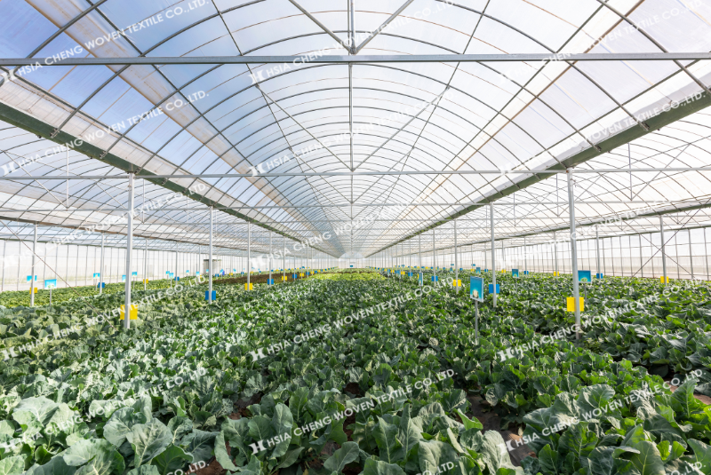 Cây trồng trong nhà kính phát triển ổn định hơn, năng suất tăng rõ rệt