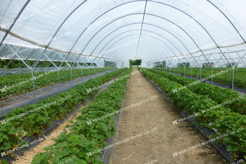 Màng Plastika Kritis Sun Master truyền sáng tốt, khuếch tán ánh sáng đều