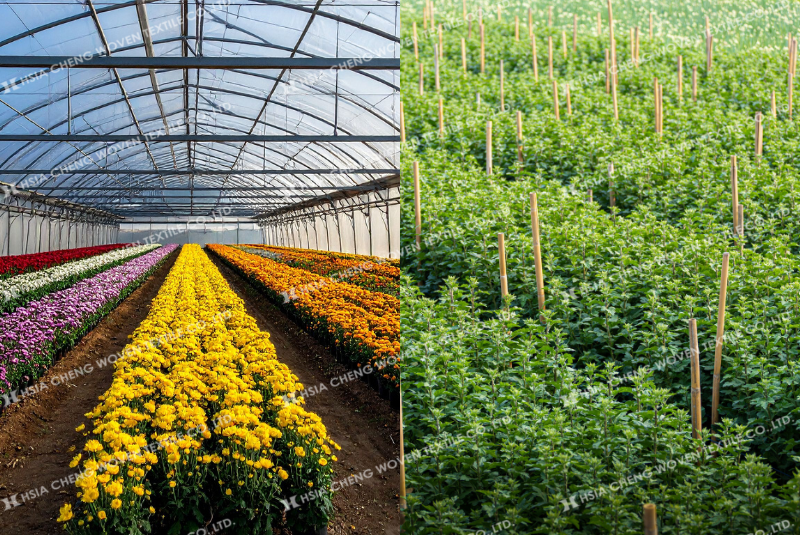 Trồng hoa trong nhà kính giúp nhà nông chủ động hơn khi trồng ngoài trời so sánh trồng hoa nhà kính và ngoài trời