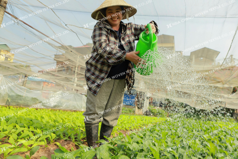 Tưới nước đúng cách giúp việc trồng rau mùa hè dễ dàng hơn