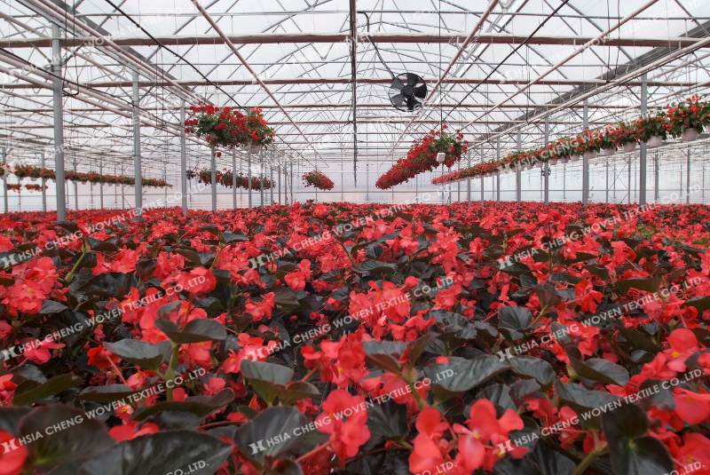 Màng nhà kính Plastika Kritis Sun Master được ứng dụng rộng rãi trong trồng hoa Màng nhà kính Plastika Kritis Sun Master được ứng dụng rộng rãi trong trồng hoa