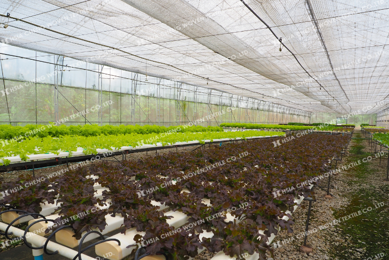 Lưới che nắng dệt thoi APON - trồng rau mùa hè không còn là thách thức