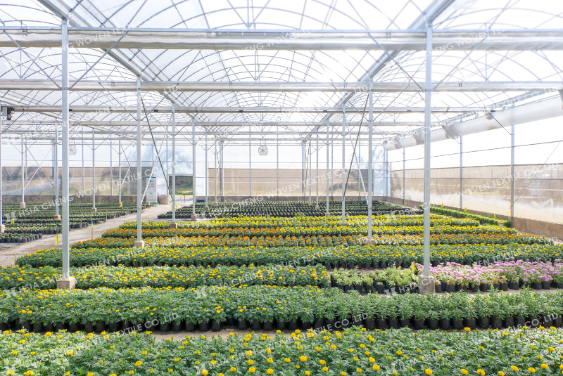 Lưới vừa ngăn sâu bệnh vừa đảm bảo sự thông thoáng cho nhà màng