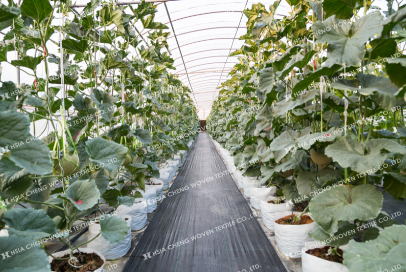 cách trải bạt phủ chống cỏ đúng kỹ thuật