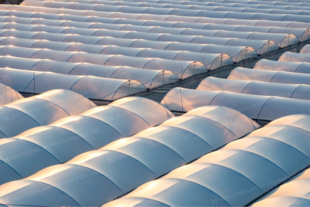 Màng nhà kính giúp bảo vệ cây và hạn chế sâu bệnh xâm nhập từ bên ngoài