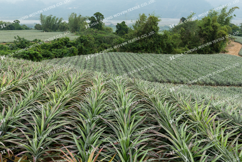 Che nắng cho dứa ( khóm) giúp tối ưu hiệu quả canh tác