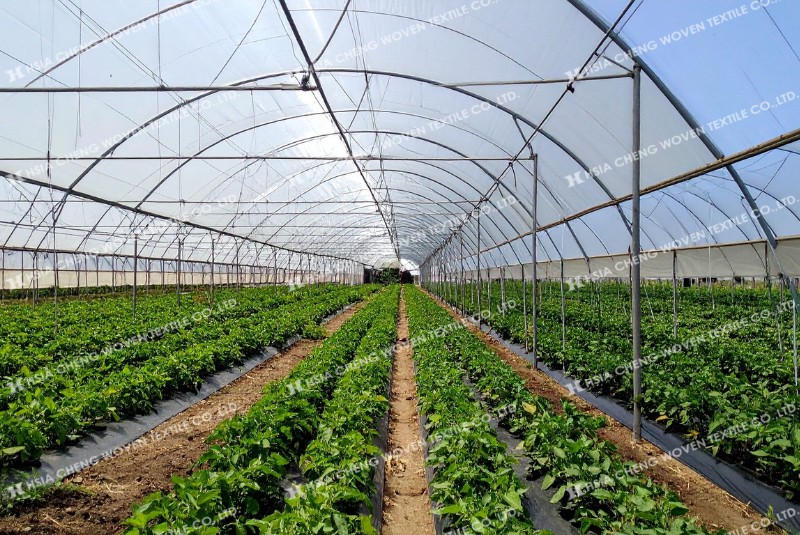 Chọn đúng màng nhà kính giúp cây trồng phát triển ổn định hơn