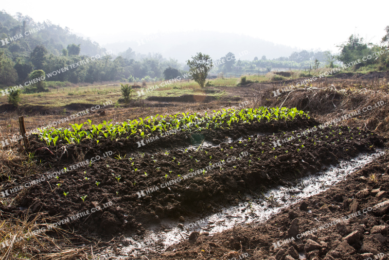 Sai lầm khi trồng rau - Đất trồng không phù hợp