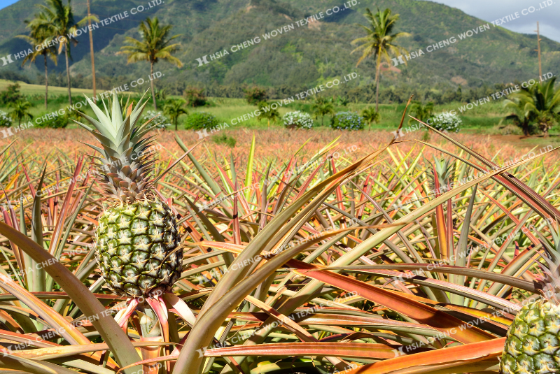 Nắng nóng khiến sâu bệnh gia tăng ảnh hưởng nghiêm trọng năng suất