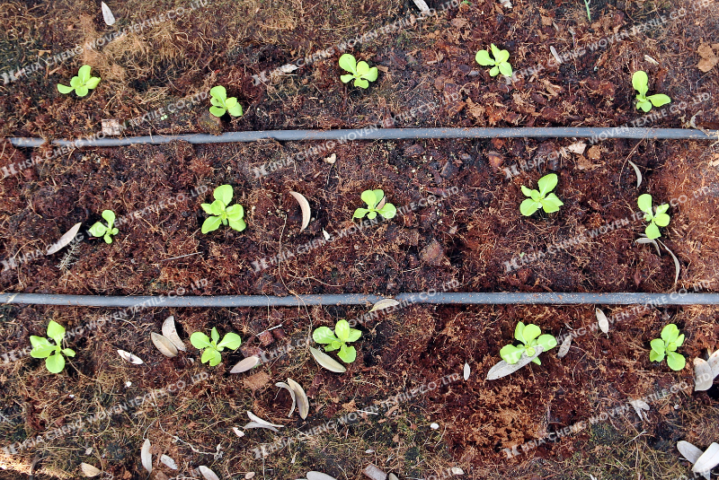 Nếu tưới nước không đúng cách sẽ khiến rau kém phát triển 