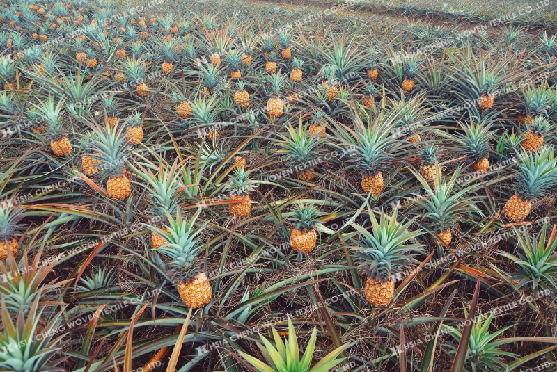 Có thể che nắng cho dứa bằng các vật liệu tự nhiên hưng hiệu quả thấp