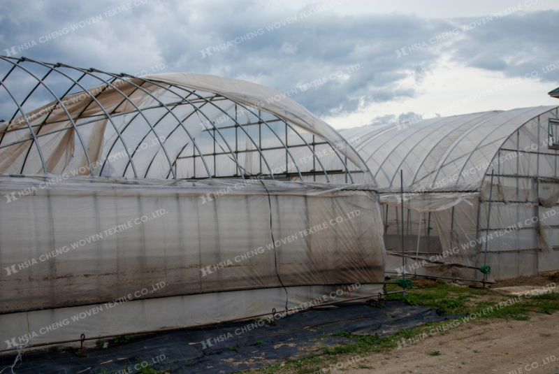 Màng nhanh giòn, rách là dấu hiệu đặc trưng của màng nhà kính kém chất lượng