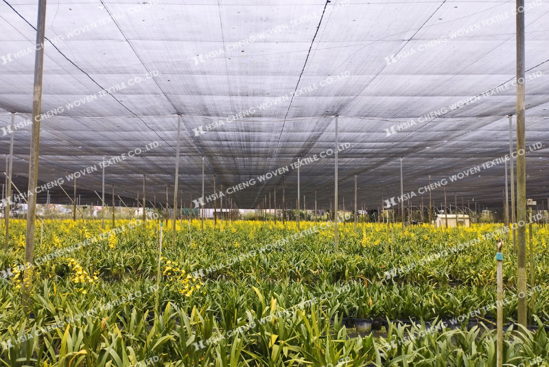 Lưới che nắng dệt kim giúp lan phát triển đồng đều hơn