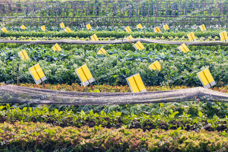 Một sai lầm nữa khi trồng rau là không kiểm soát sâu bệnh từ sớm