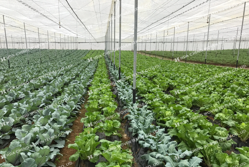 Lưới chắn côn trùng APON - ứng dụng rộng rãi trong nông nghiệp