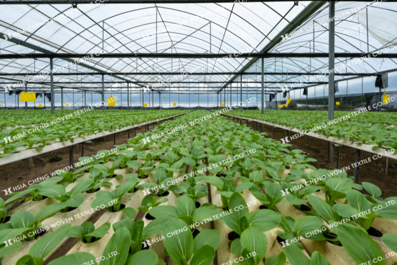 Màng nhà kính giúp tối ưu ánh sáng cho cây trồng