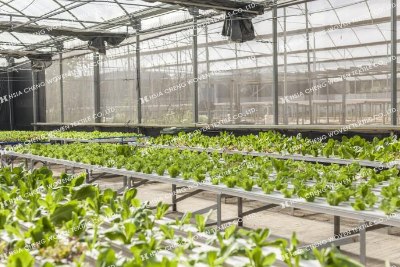 Có thể kết hợp lưới chắn côn trùng với lưới che nắng và màng nhà kính trong trồng rau