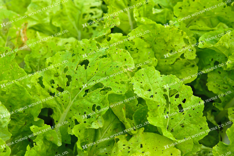 Lá bị lỗ, xoăn - dấu hiệu cây đang bị sâu hoặc côn trùng gây hại