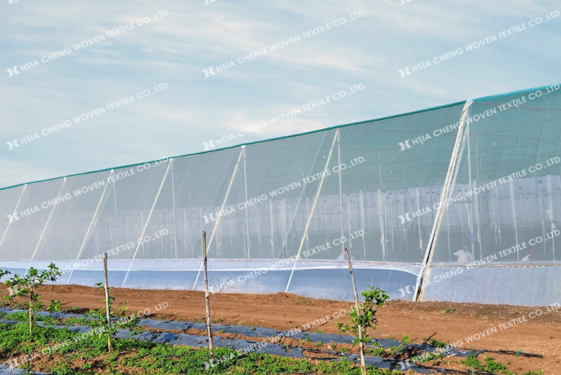 Lưới chắn côn trùng giúp hạn chế sâu bệnh hiệu quả 