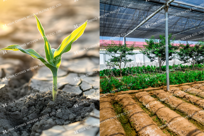 Lưới che nắng giúp giảm nhiệt hiệu quả, bảo vệ cây trồng tối ưu Lưới che nắng giúp giảm nhiệt hiệu quả