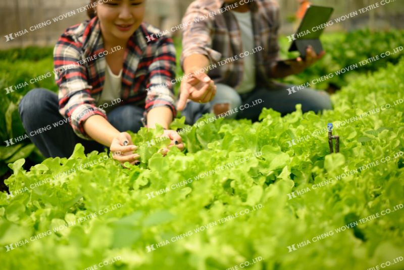 Luoi chan con trung giup moi truong trong thong thoang
